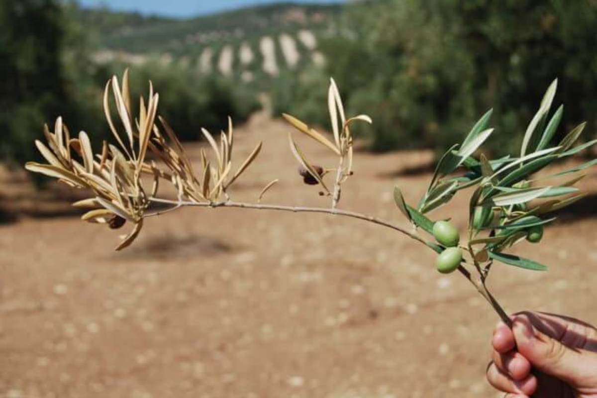 Verticillium wilt in olives symptoms.png